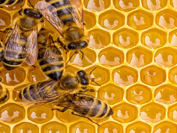 الحكومة توافق على استيراد النحل وملكاته ومنتجات الخلية