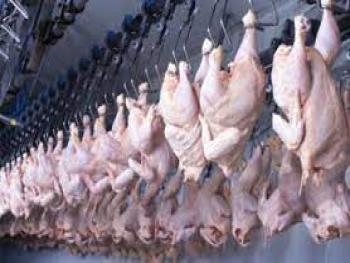 دراسة لمنح تراخيص مؤقتة لمسالخ «الدجاج » ضمن ضوابط ورقابة صحية