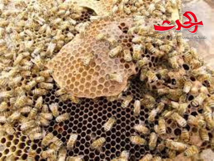 أسباب موت النحل وهجرته تثير القلق في درعا