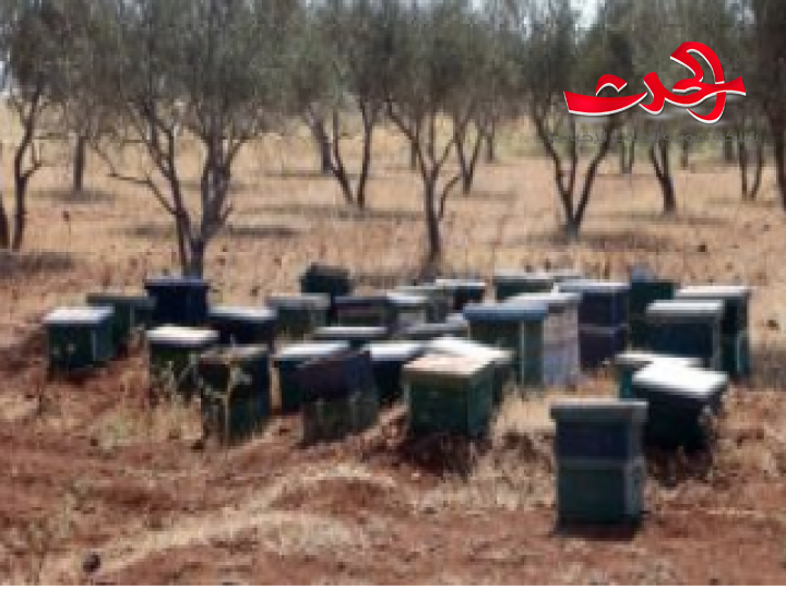 أسباب موت النحل وهجرته تثير القلق في درعا