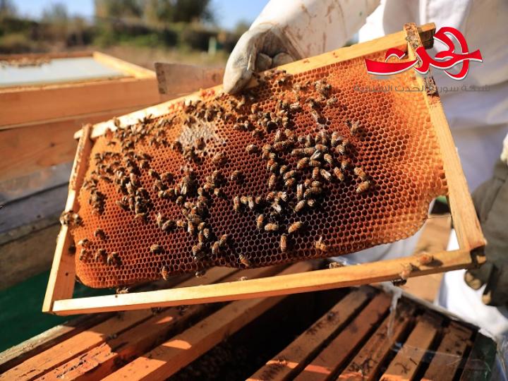 نفوق أكثر من ثلث النحل السوري هذا العام..والسبب؟