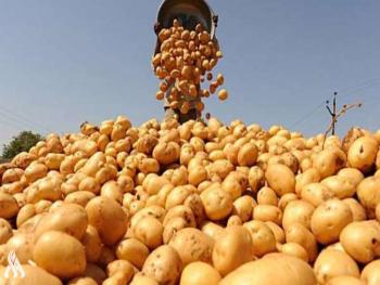 اتحاد غرف الزراعة : سعر البطاطا لن يزيد عن 1500 ليرة لعام كامل