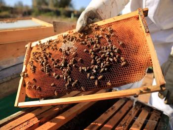 نفوق أكثر من ثلث النحل السوري هذا العام..والسبب؟