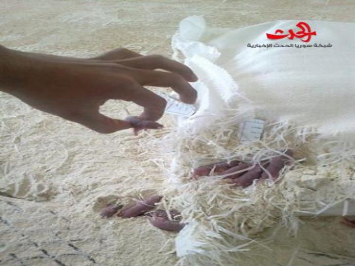 مدير مطاحن اللاذقية ينفي