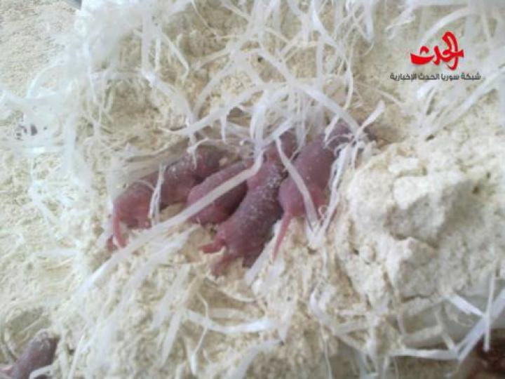 مدير مطاحن اللاذقية ينفي