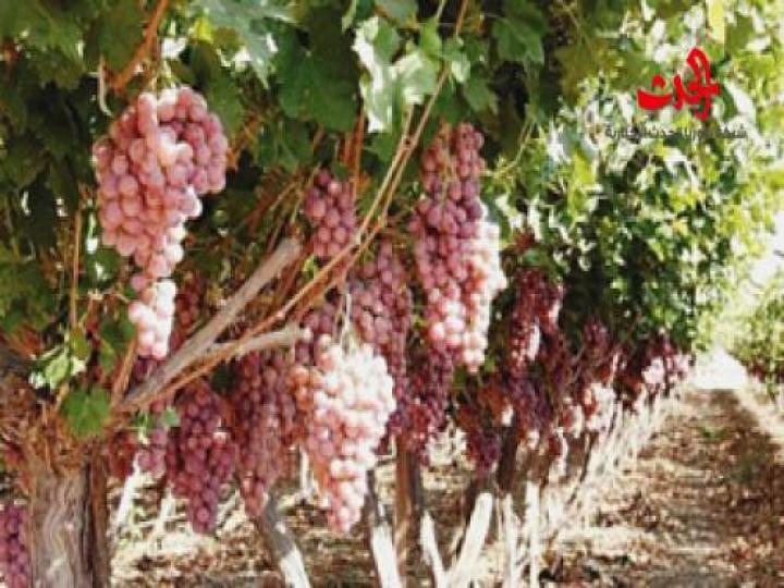 بانتظار موافقة «الصناعة» على أسعار العنب الجديدة