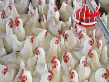  قطاع الدواجن &quot;يعاني&quot; بسبب غياب الاهتمام الحكومي !