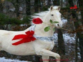 عن فرحتي أكتب  .. بقلم آية زوين 