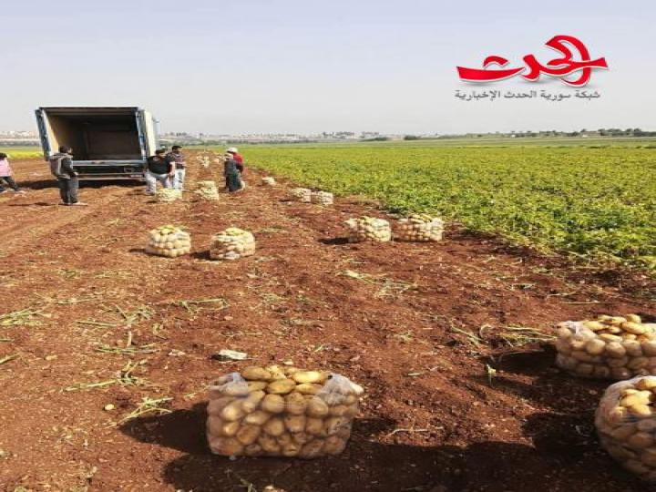 “السورية للتجارة” تستجر فائض حقول البطاطا..وتبيعه في صالاتها ب ١٠٠ ل س /كغ