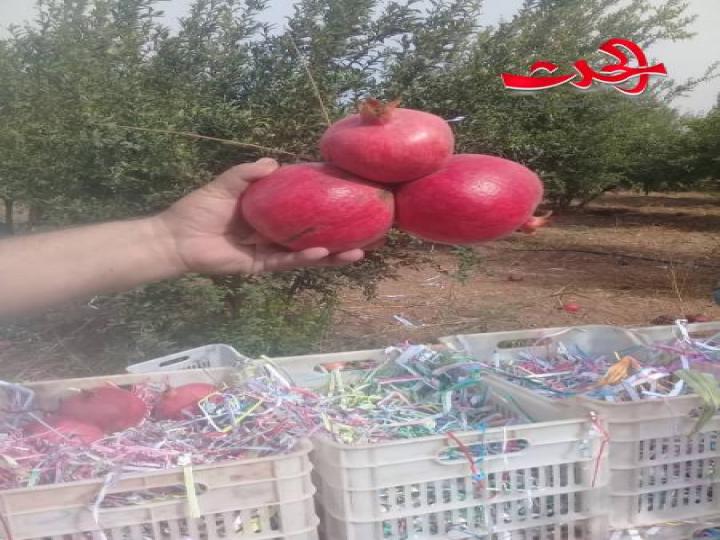 رمان  في سهول حوران موسم وفير ومردود كبير وبجهد قليل