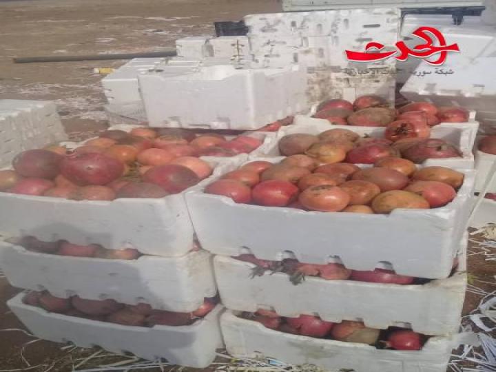 رمان  في سهول حوران موسم وفير ومردود كبير وبجهد قليل