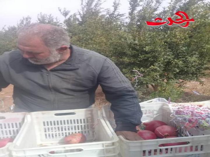 رمان  في سهول حوران موسم وفير ومردود كبير وبجهد قليل