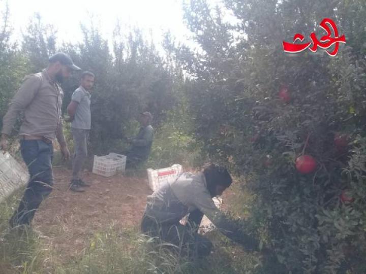 رمان  في سهول حوران موسم وفير ومردود كبير وبجهد قليل