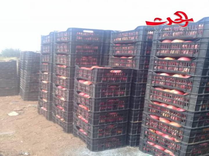 رمان  في سهول حوران موسم وفير ومردود كبير وبجهد قليل