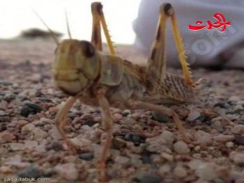 الجراد  /  بقلم فاطمة أديب