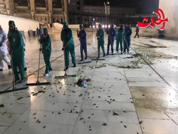 الحشرات تغزو الحرم المكي 