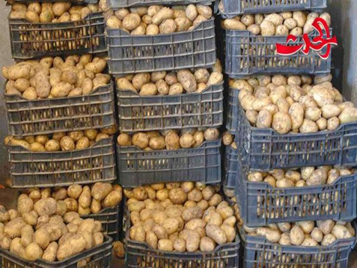 البطاطا المخالفة يغزو أسواقنا المحلية ..!؟