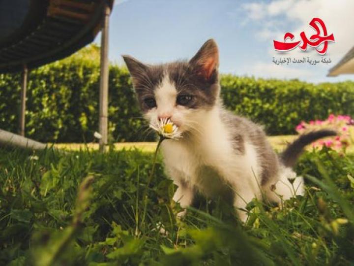 لماذا تأكل القطط العشب؟