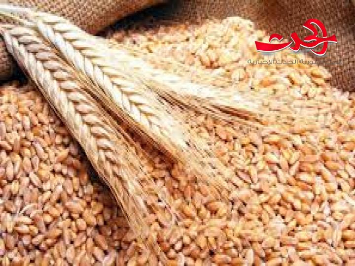  100 ألف طن من الحبوب من روسيا إلى سورية