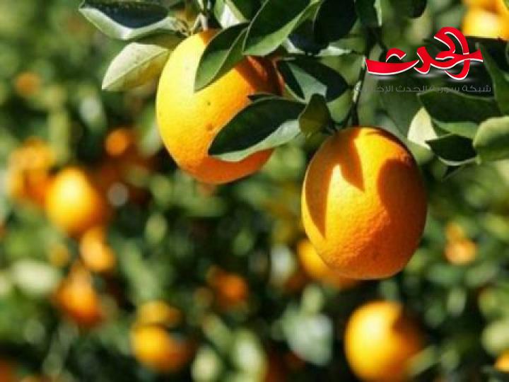ميده: رجال أعمال لبنانيون مهتمون بتصدير الحمضيات السورية إلى أوروبا