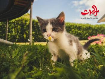 لماذا تأكل القطط العشب؟