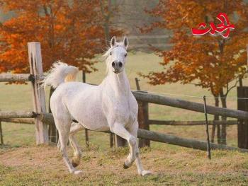 يلاحقني طيفُك /  شعر زينب قنديل