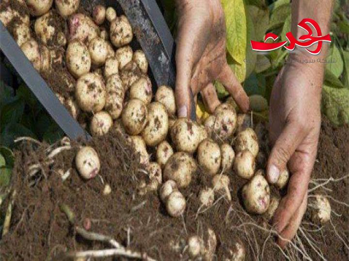 المشروع الوطني لإنتاج بذار البطاطا محلياً… توفير في تكاليف الاستيراد وزيادة في الإنتاجية