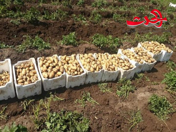 موسم وفير بالبطاطا وسيغطي حاجة السوق المحلية