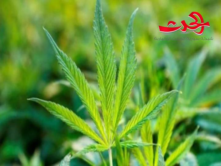 لبنان يشرع زراعة الحشيش رسميا في لبنان