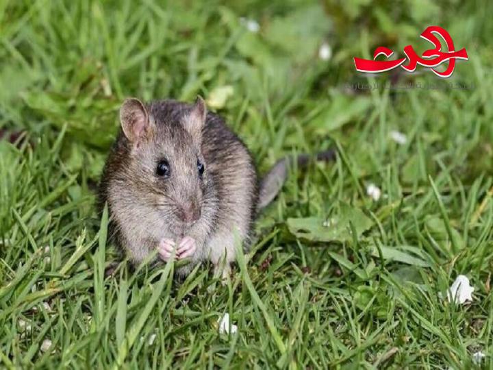 فئران مهجنة تحمل 4% من الخلايا البشرية