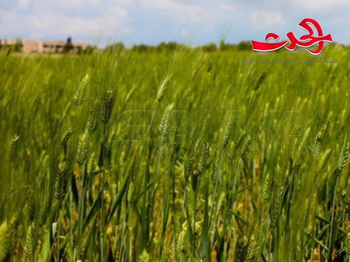 محافظة درعا تستكمل استعداداتها لاستلام محصول القمح