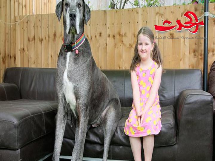بالفيديو..شاهد أطول كلب في العالم يدخل موسوعة غينيس
