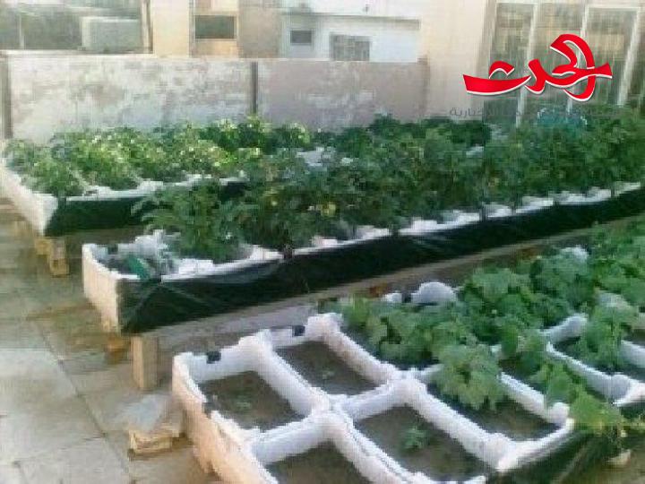 عائلات حلبية تستغل فسحات منازلها في الزراعة للتغلب على الغلاء