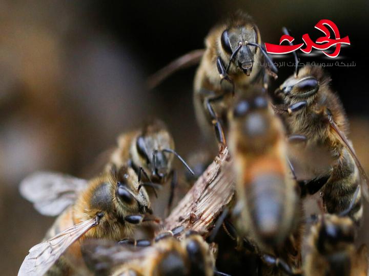 أسراب كثيفة من النحل تغزو شوارع إحدى المقاطعات في تركيا