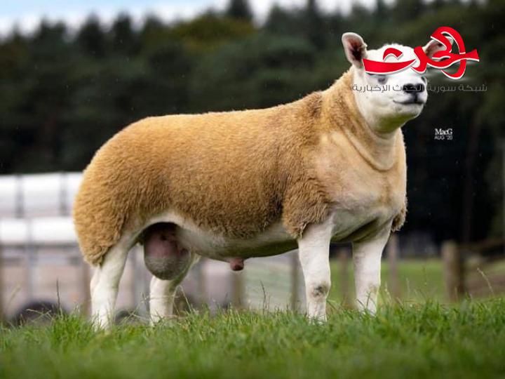 بيع خروف في اسكتلندا بأكثر من سعر سيارة فيراري