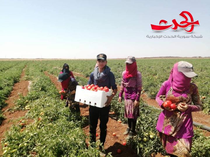 البندورة الحورانية... الأولى في الإنتاج المحلي