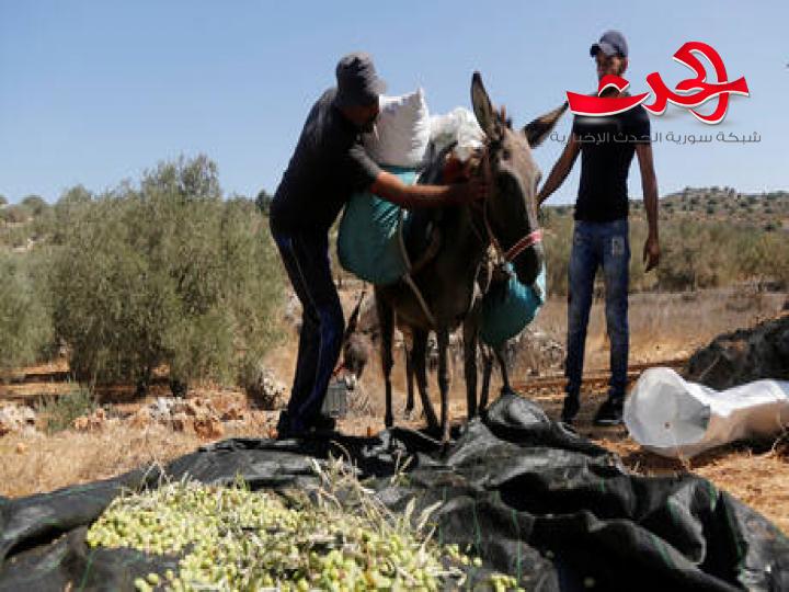 اتحاد المزارعين الاردنيين يرفض تصدير الزيتون إلى إسرائيل