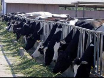 الزراعة تنهي عمليات ترقيم الأبقار في خمس محافظات