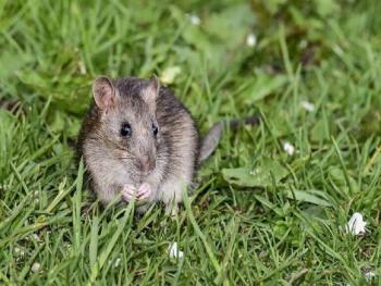 فئران مهجنة تحمل 4% من الخلايا البشرية