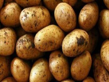 مزارعو البطاطا يتساءلون عن دور السوربة للتجارة بعد الخسائر التي لحقت بهم