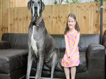 بالفيديو..شاهد أطول كلب في العالم يدخل موسوعة غينيس