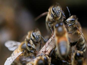أسراب كثيفة من النحل تغزو شوارع إحدى المقاطعات في تركيا