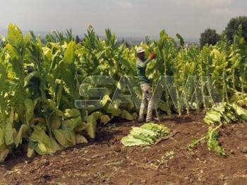 مزارعو التبغ بريف حمص الغربي يطالبون بدعم مستلزمات زراعته