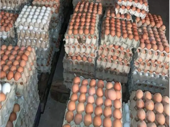 سعر البيضة في ارتفاع وصل لل١٣٠.. ولا حلول في الأفق