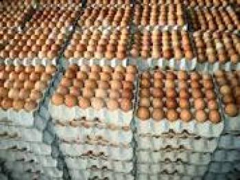 الدواجن تنتج 60 مليون بيضة مائدة و100 طن فروج وتبيع بـ 7 مليارات ليرة منذ بداية العام