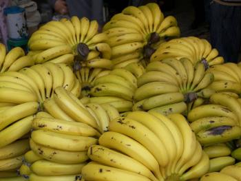 قريبا.. الموز اللبناني في الاسواق وتوقعات بانخفاض اسعاره