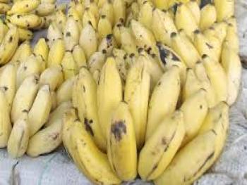 معتز السواح: قريبا الموز سينخفض الى 800 ليرة سورية خلال شهر