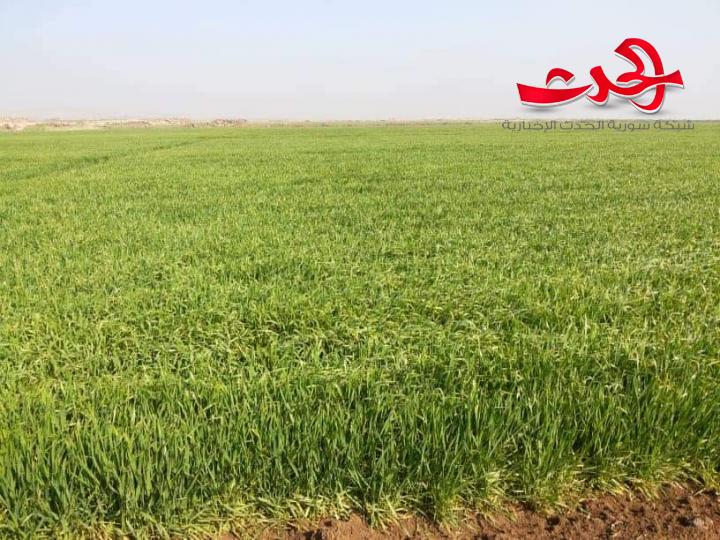 عرفان زيادة :الإنتهاء من تنفيذ خطة محصول القمح في محافظة ريف دمشق