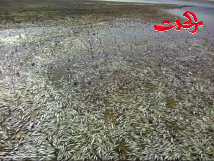 نفوق جماعي لسمك "المشط" في بحيرة السد الجنوبي بالحسكة