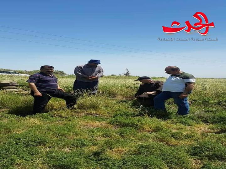 زراعة حمص تكافح 8550 هكتار ضد فأر الحقل هذا العام